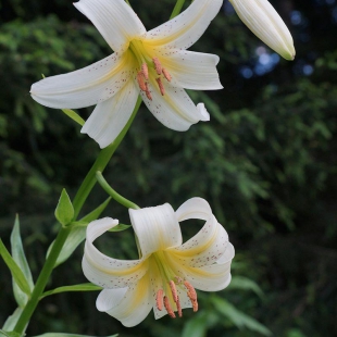 Lilium kesselringianum